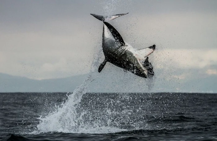 rechinii foto bbc earth 