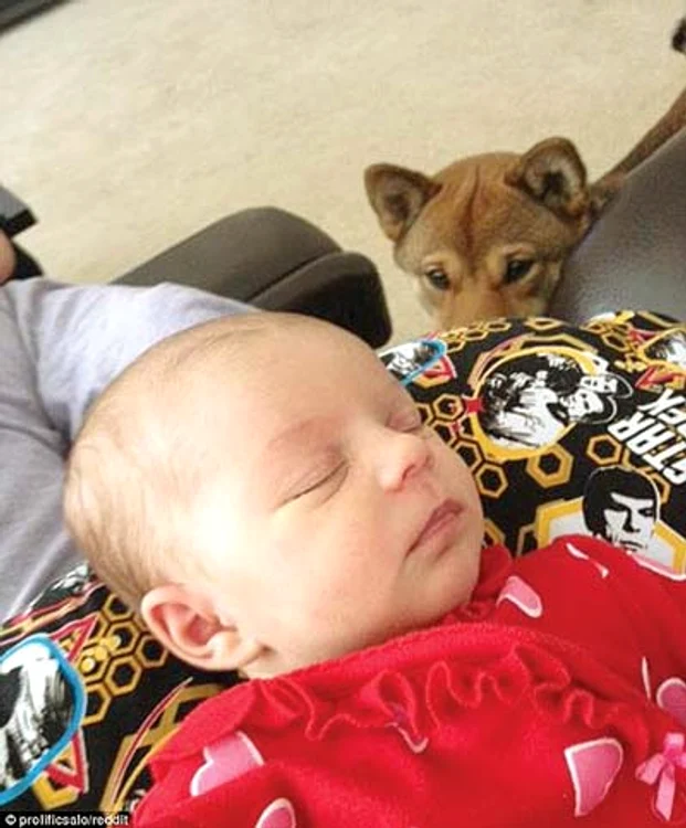 “Ham, ham, linişteşte-te, micuţule!”