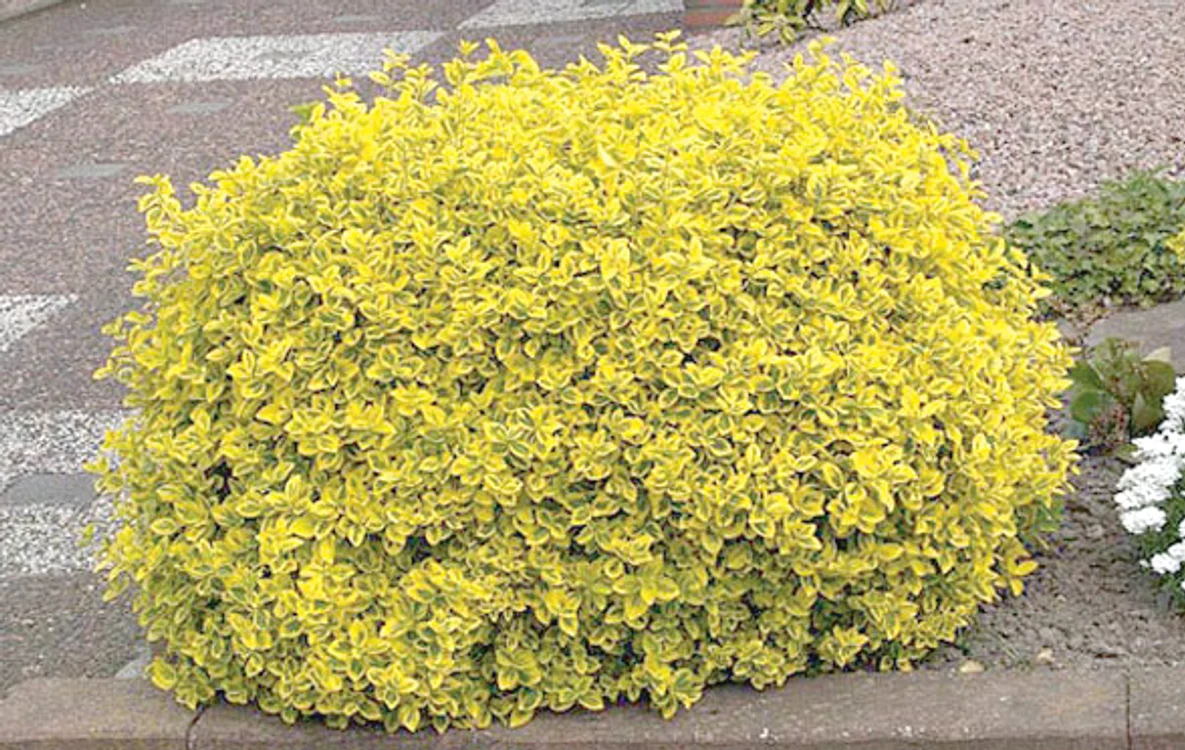 Euonymus Gold,  un arbust târâtor  originar din China