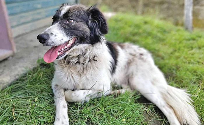 
    Bruno, un  cățel devotatFotografii: Zolty Milik / Facebook  