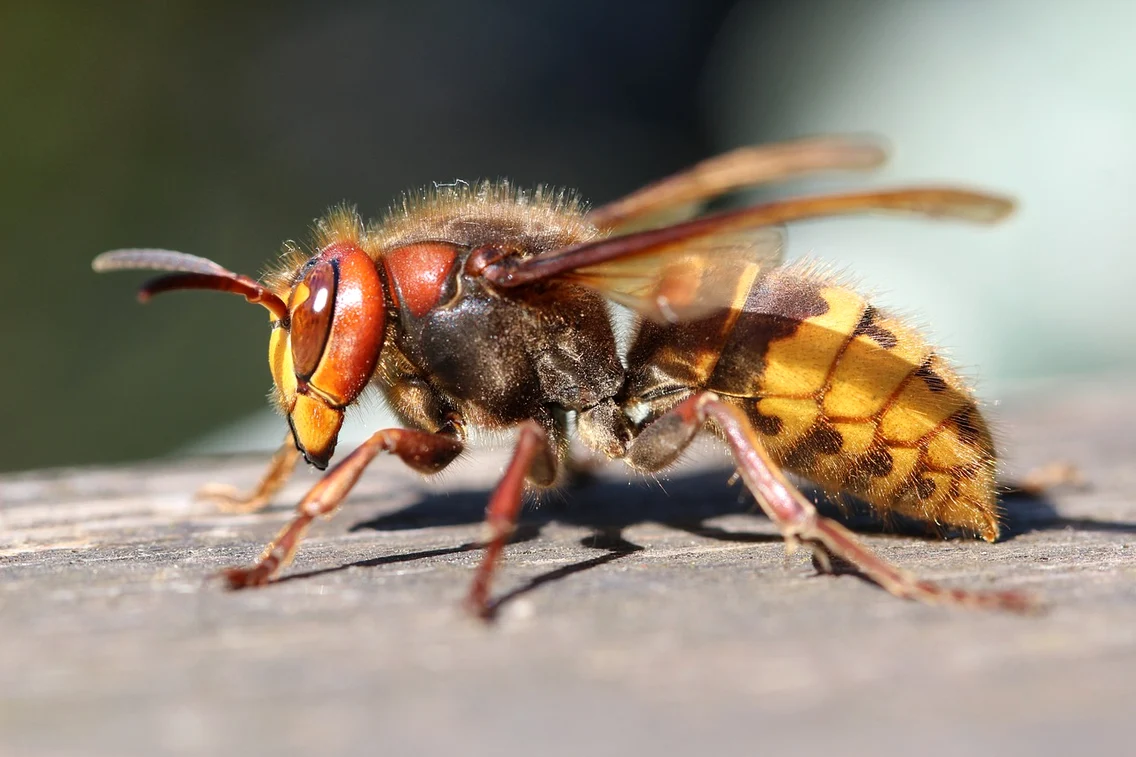 Viespile ucigașe, sursă foto: Pixabay