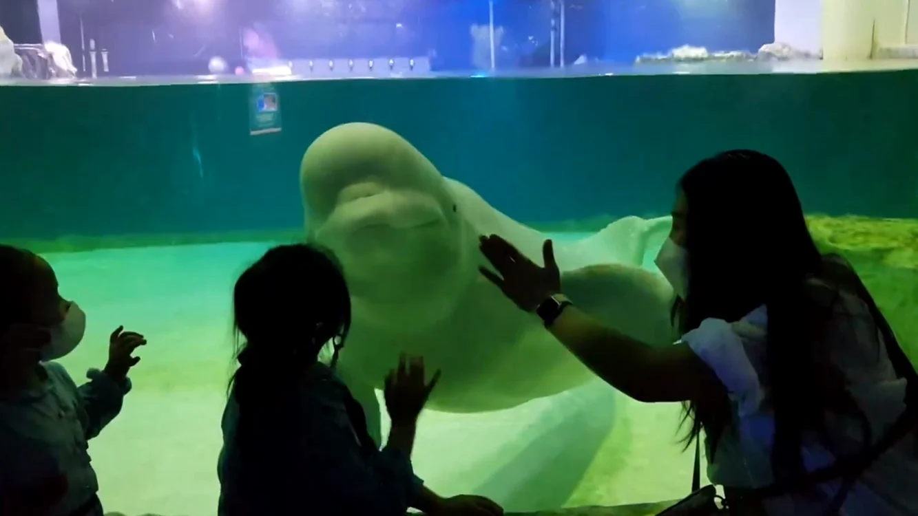 Bella, balena beluga captivă într-un mall FOTO Captură video CNN
