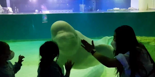 Bella balena captiva Coreea Sud Captura video cnn jpg