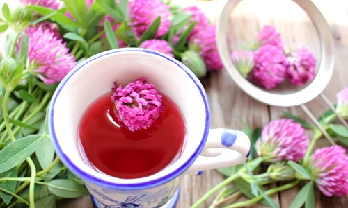 1 trifoi rosu jpg jpeg