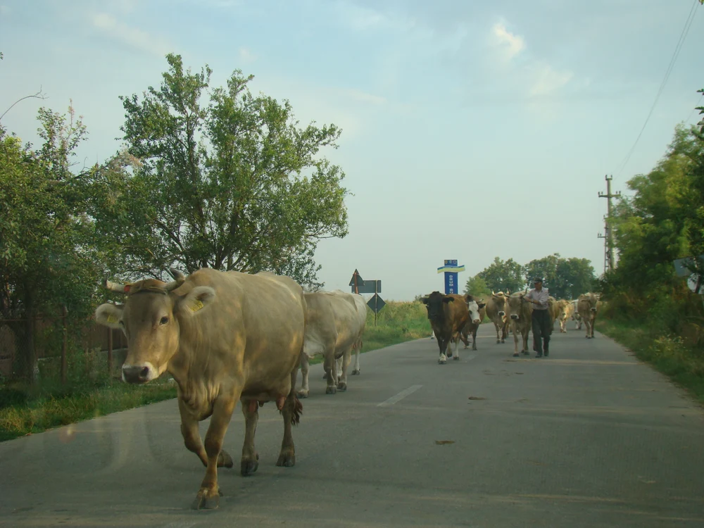 Viaţă şi furt la ţară jpeg