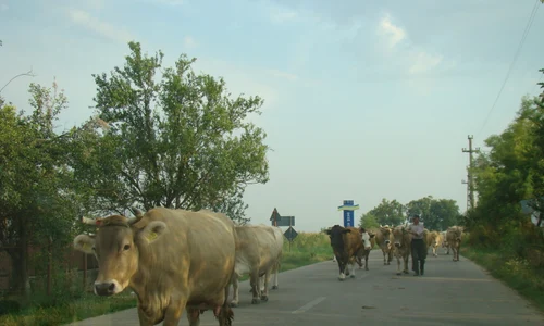 Viaţă şi furt la ţară jpeg