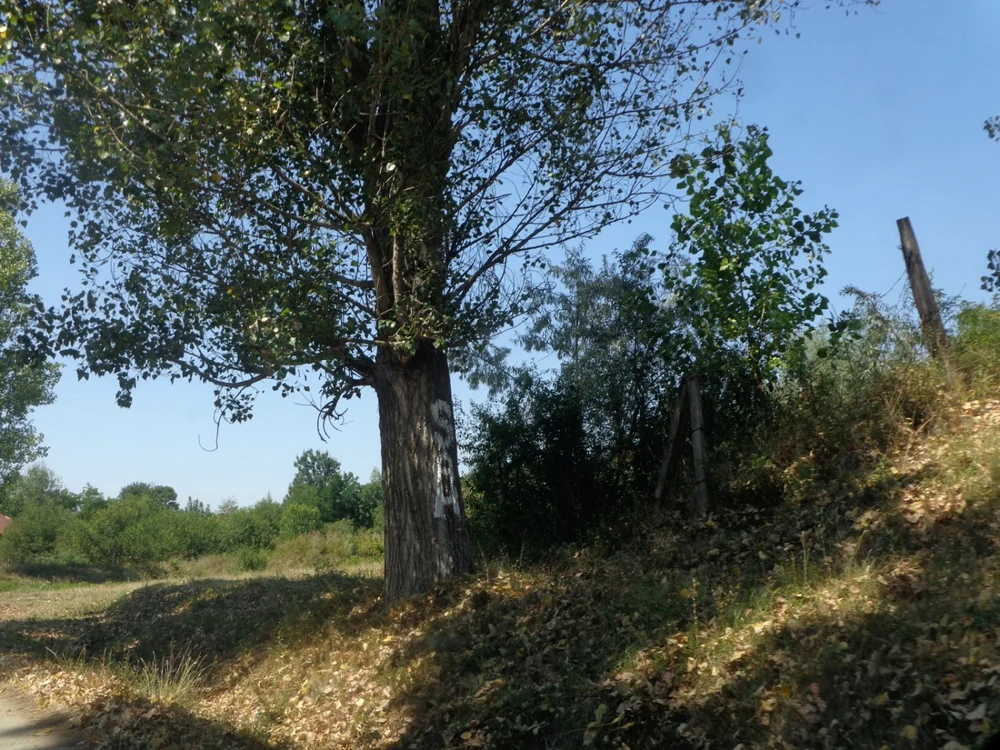 festival sah rosieni