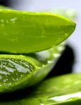 Planta longevitatii te face sa arati mai tanar Sursa foto Pixabay Ingoldfranziska jpg