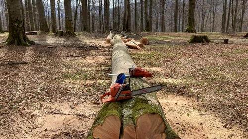 arbori taiati din sarmizegetusa regia foto consiliul judetean hunedoara