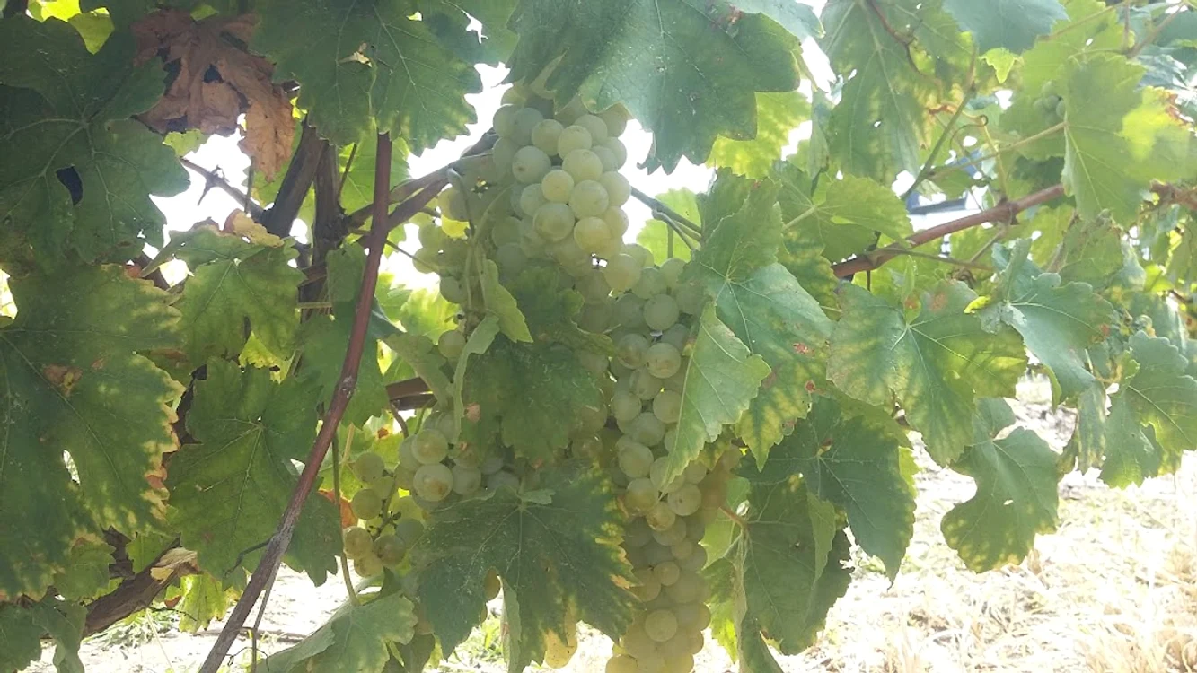 Începe campania de recoltat la Stațiunea Viticolă Bujoru. FOTO: Cornelia Mazilu