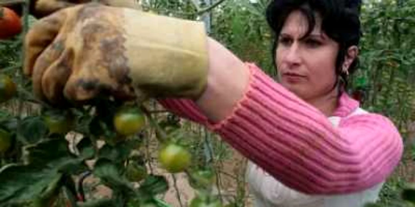 Românii pot merge în Danemarca dacă au absolvit o şcoală cu profil agricol
