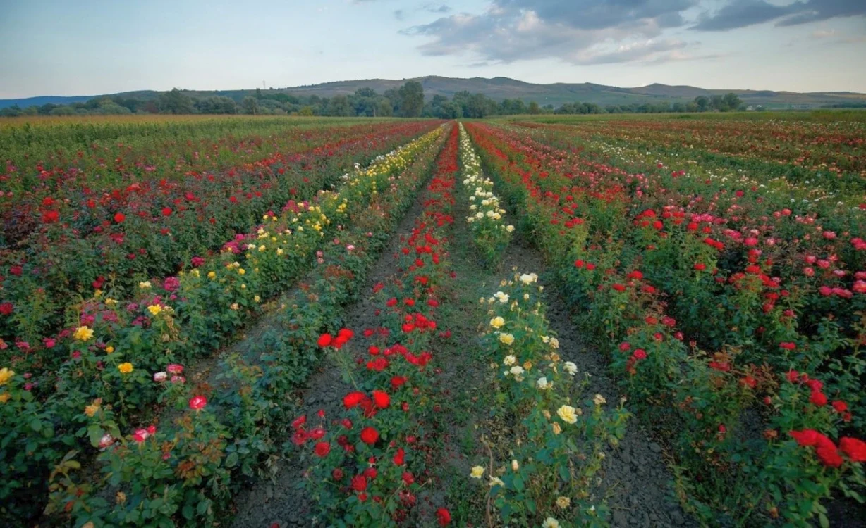 Parcelă cultivată cu trandafiri Foto: Pepiniera Ciumbrud