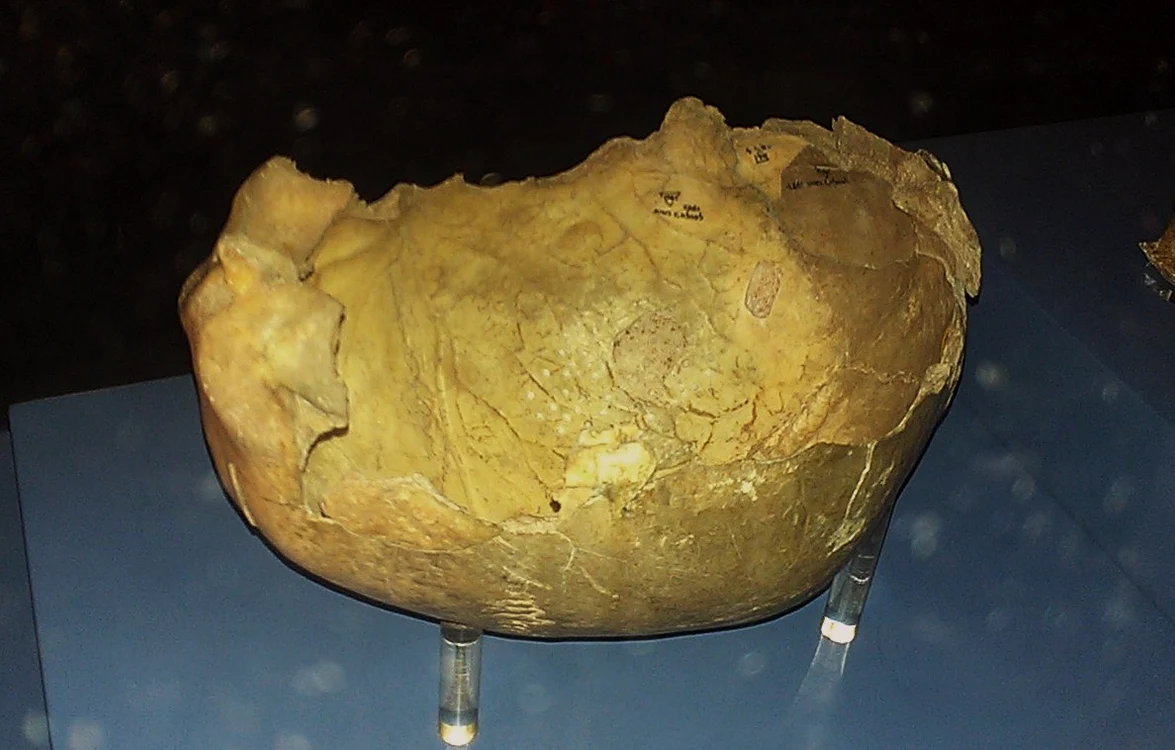 Bucată de craniu din Gough s Cave care prezintă dovezi ale canibalismului FOTO wikipedia