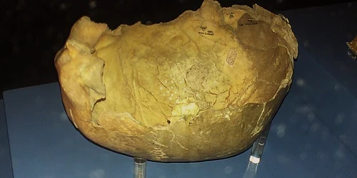 Gough's Cave skull potentially evidencing cannibalism jpg