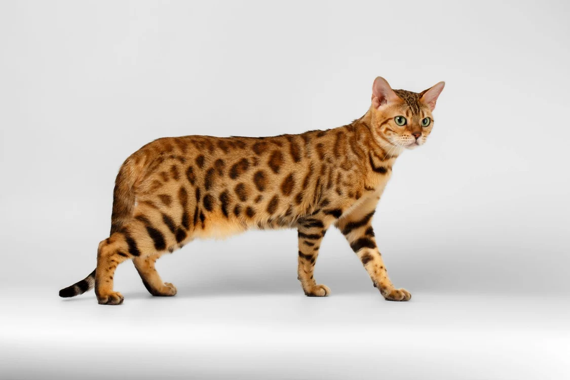 bengal jpg jpeg