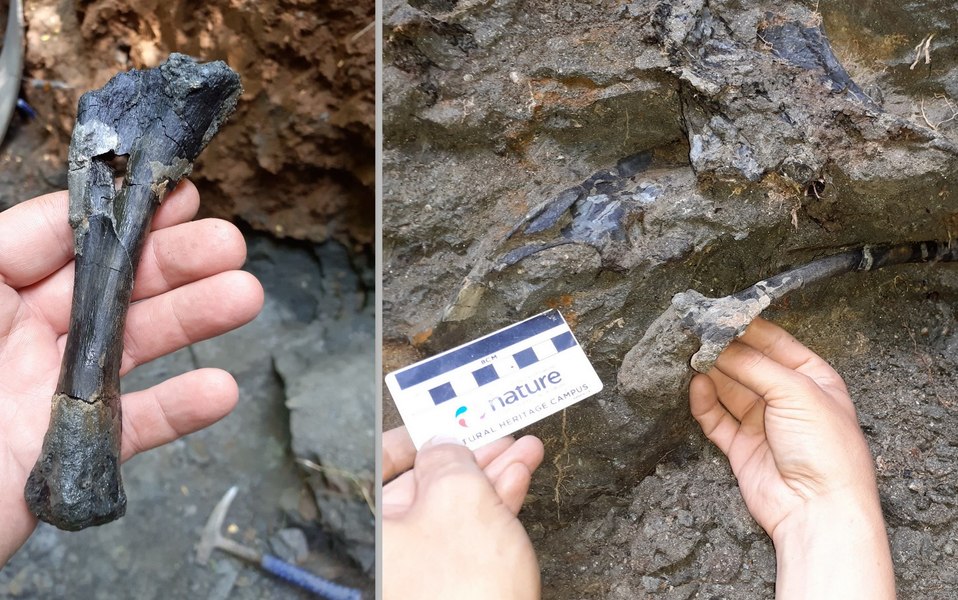 Fosile de dinozauri unice în lume au fost găsite în Țara Hațegului. Cum arătau dinozaurii pitici FOTO