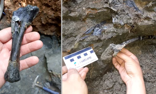 Fosile de dinozauri descoperite în Țara Hațegului  Foto Janos Magyar (5) jpg