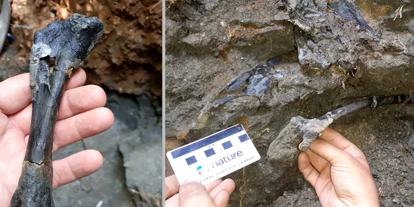 Fosile de dinozauri descoperite în Țara Hațegului  Foto Janos Magyar (5) jpg