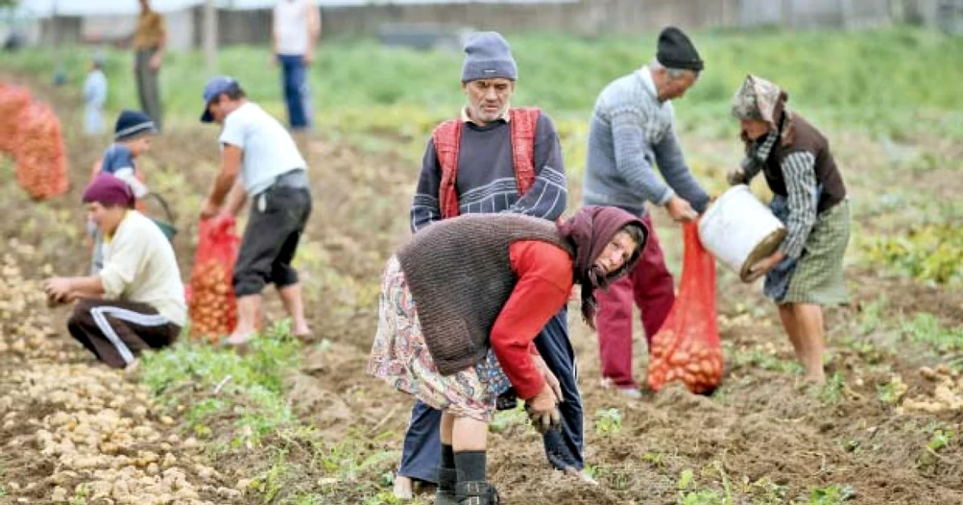 Muncitorii români din agricultură au avut venituri cu 44% mai mari în 2011