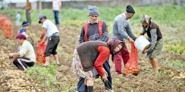Muncitorii români din agricultură au avut venituri cu 44% mai mari în 2011 