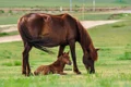 horses 2504677 1280 jpg