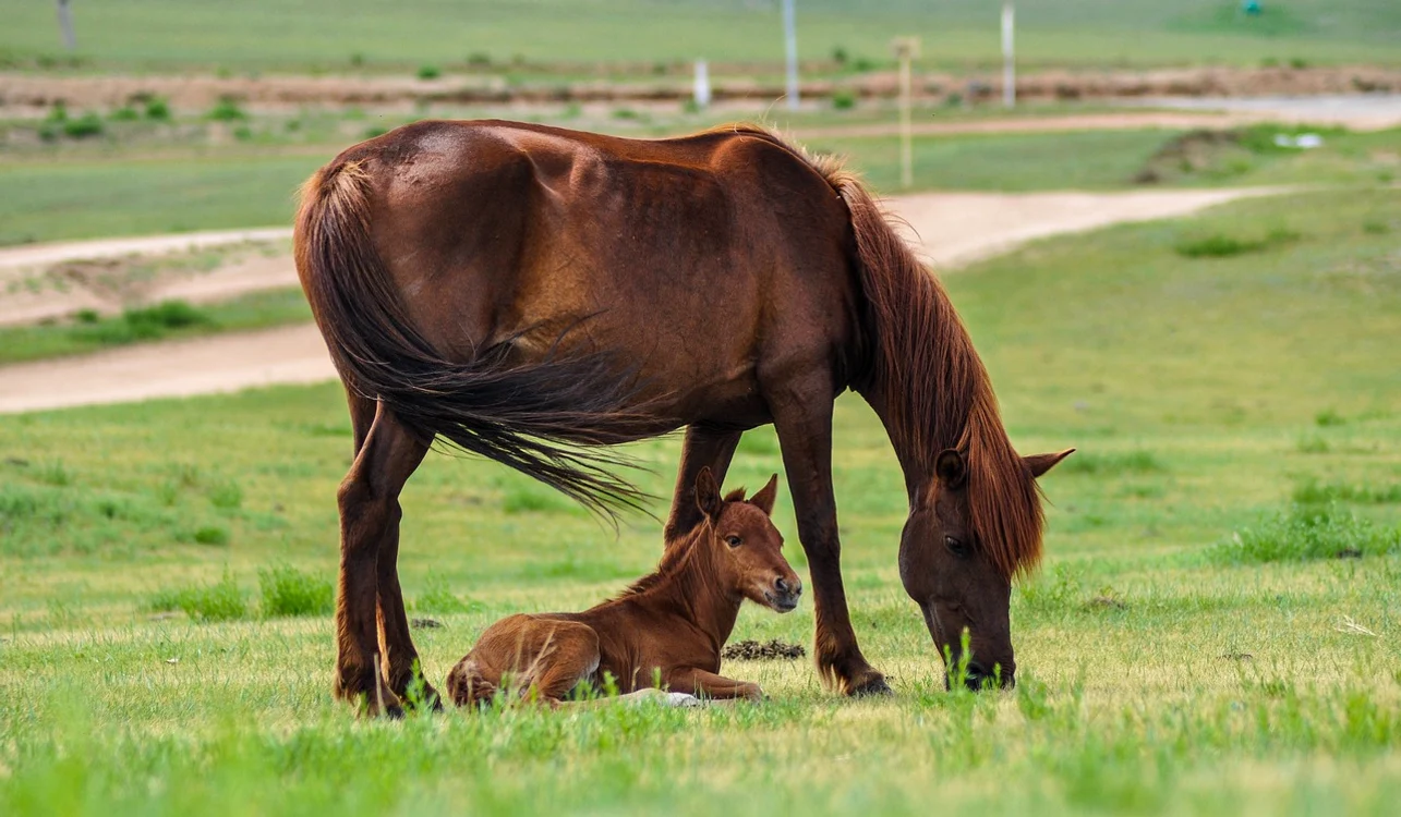 Caii, de fapt, ațipesc în picioare / foto: Pixabay