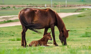 horses 2504677 1280 jpg
