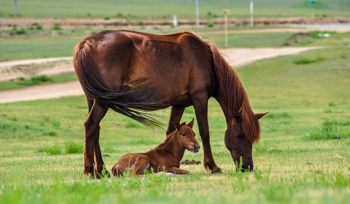 Caii, de fapt, ațipesc în picioare / foto: Pixabay