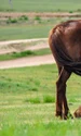 horses 2504677 1280 jpg