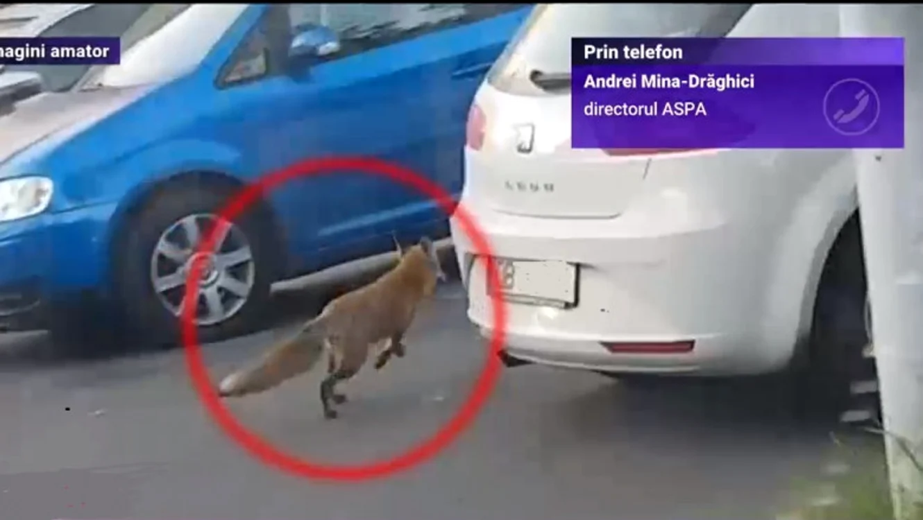 
    Foto Captură digi24  