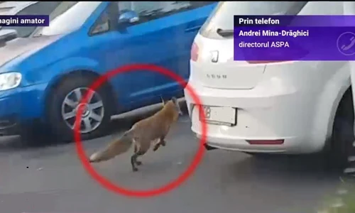 ogezowm4zdqxzdnmm2jmmta1mze1mmzjoq thumb  jpeg