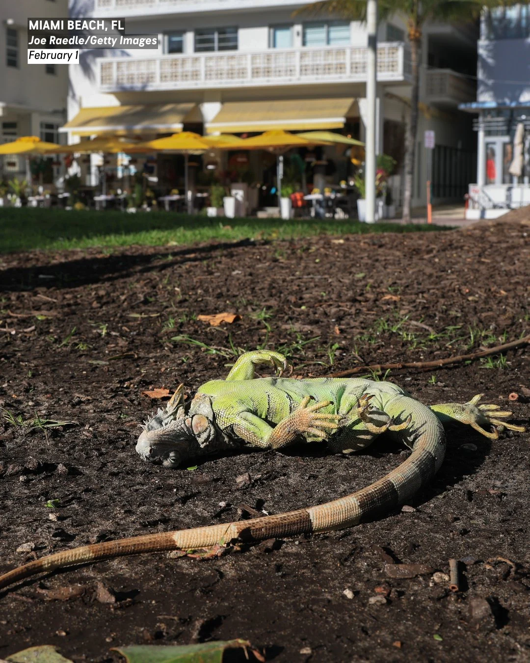 Animale care cad din copaci din cauza frigului. Fenomenul neobișnuit din Florida: „Pierd controlul asupra mușchilor”