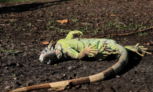 HAGIfe a8AAqIK6 jfif