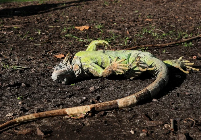 Iguanele verzi cad din copaci FOTO: getty images/x