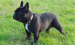 bulldog francez 730x438 jpeg