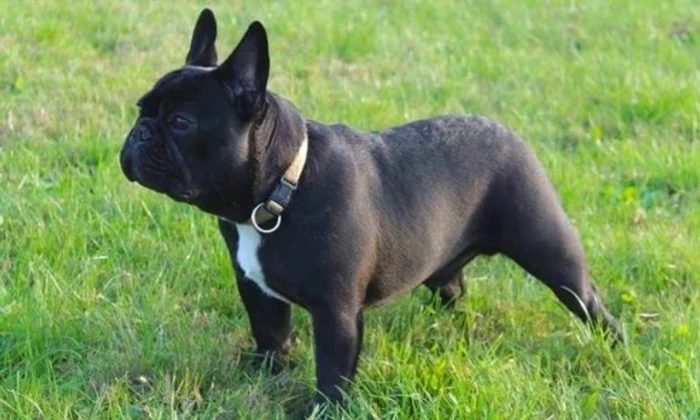 
    Polițiștii au percheziționat mai multe locuințe din Botoșani unde erau ținuți câinii înainte de a fi trimiși în ItaliaFoto: monitorulbt.ro  