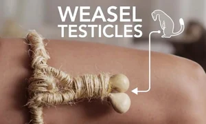 testicule de nevastuica jpeg