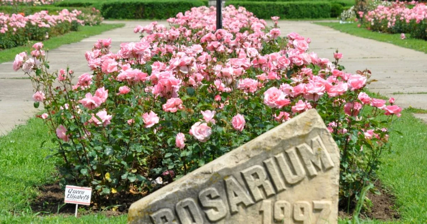 Colecţia de trandafiri de la Grădina Botanică din Galaţi FOTO Florin Matei