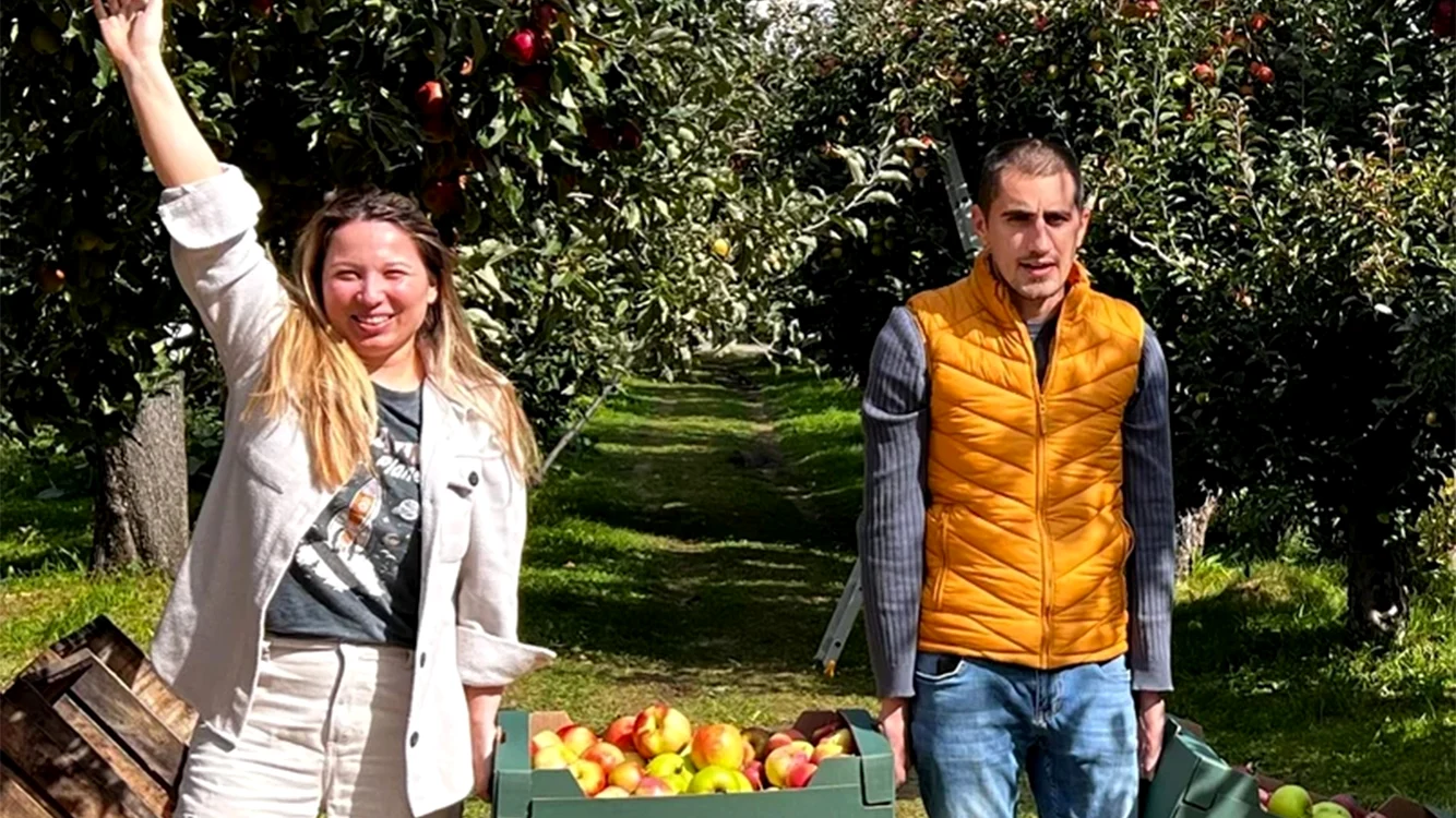 Pomicultorii spun că din cauza secetei merele sunt mici anul acesta