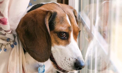 1 57339 original jpg jpeg