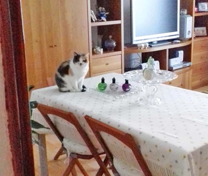 Prinţi este răsfăţata familiei