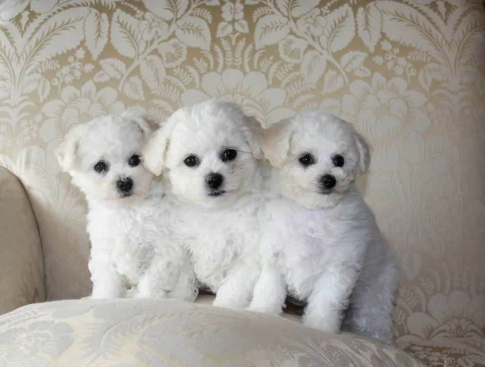 Rase de câini potrivite pentru apartament: Bichon Frisé.   FOTO resuelto.com
