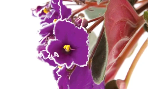 1 55499 original jpg jpeg