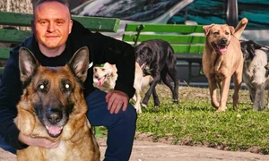banner caini png