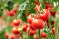 rosii tomate istock jpg