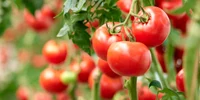 rosii tomate istock jpg