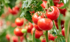 rosii tomate istock jpg