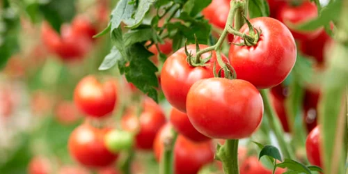 rosii tomate istock jpg