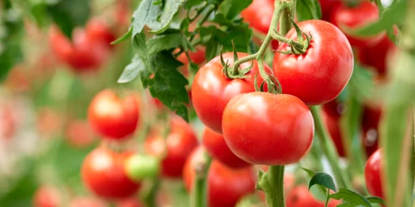 rosii tomate istock jpg