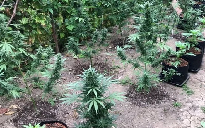 
    95 de kilograme de cannabis au fost ridicate în urma perchezițiilor Sursă foto: Adevărul   
